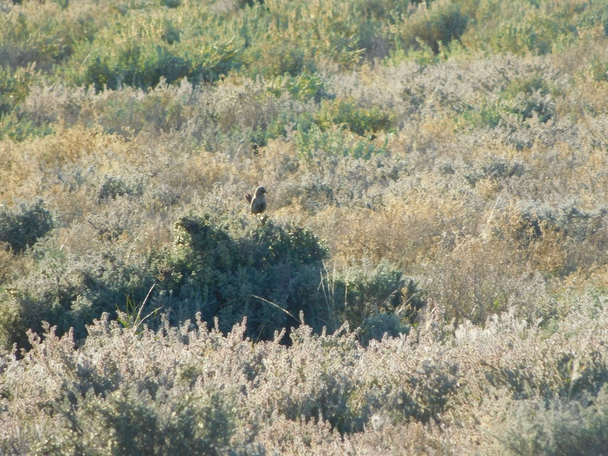 Image of Brown Songlark