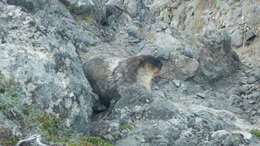 Image of Black-capped Marmot