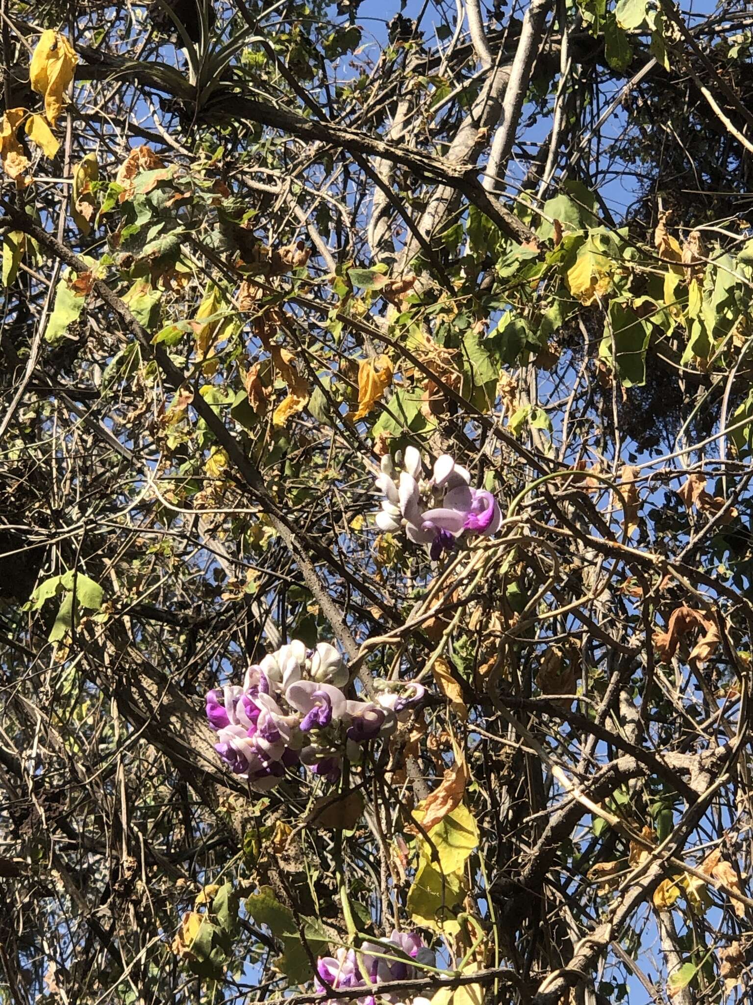 Sivun <i>Ramirezella penduliflora</i> kuva