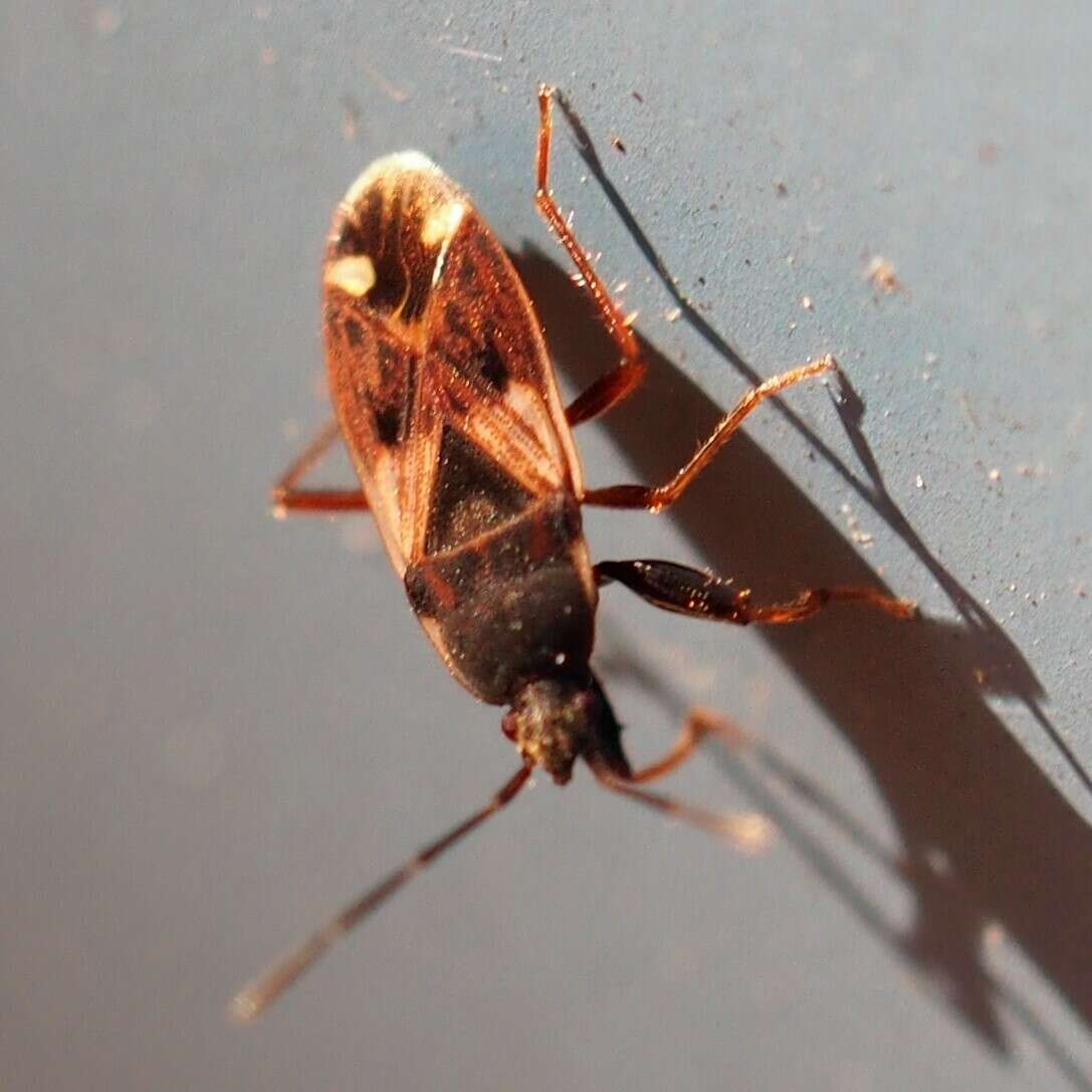 صورة Eremocoris ferus (Say & T. 1831)