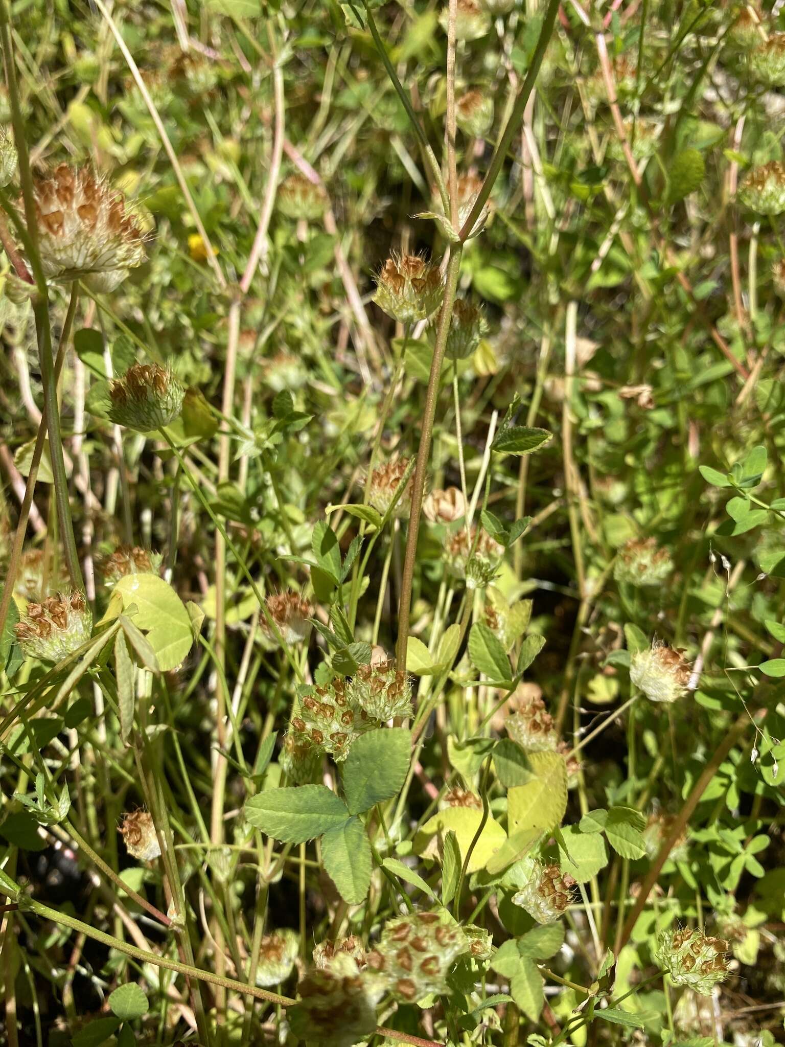 Image of cup clover