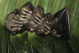 Image of Common Tent-making Bat