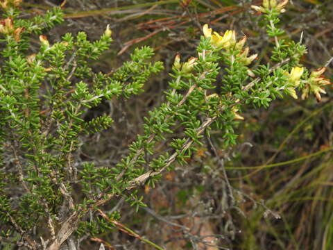 Слика од Aspalathus fusca Thunb.