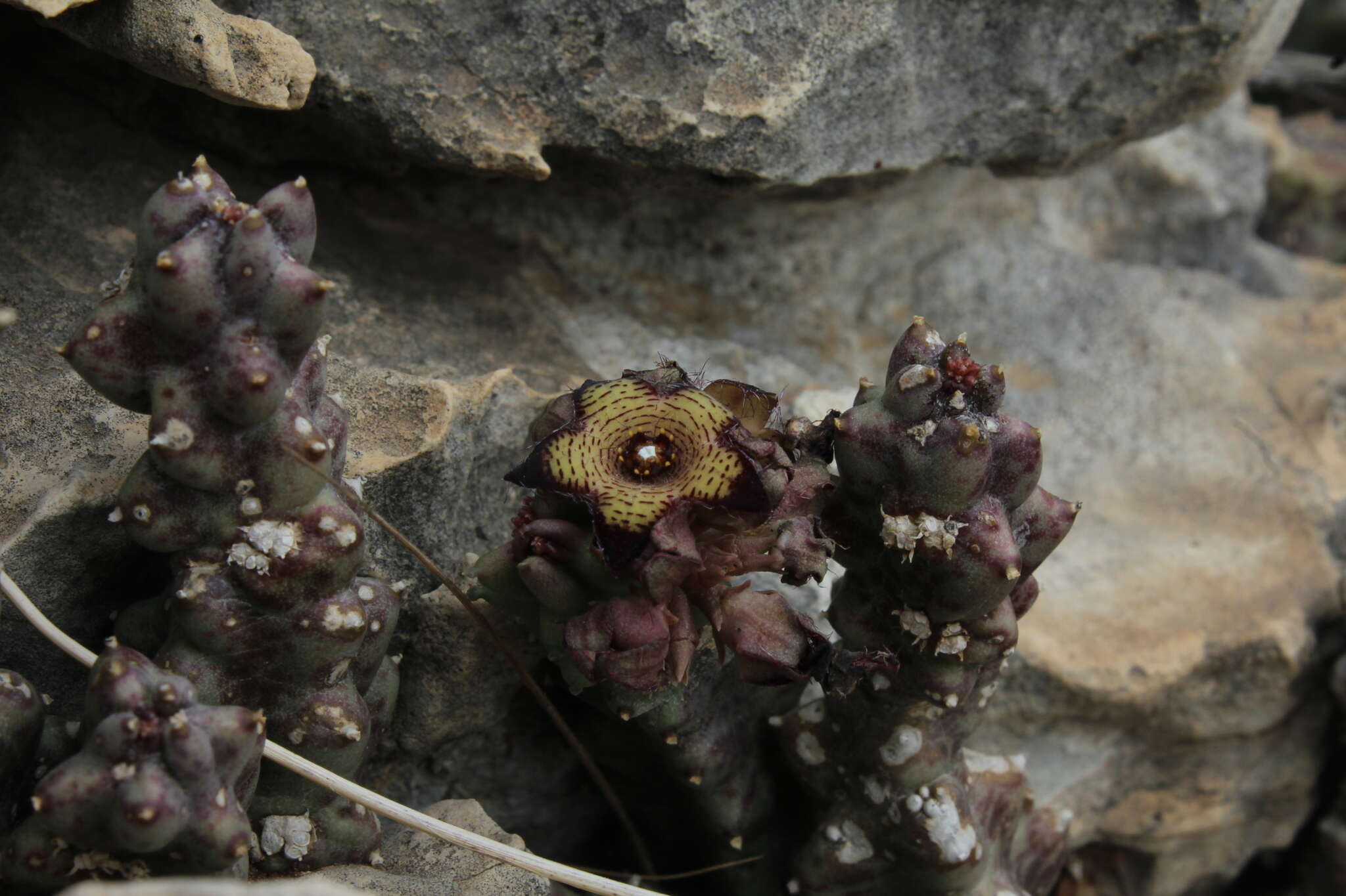 Image of Ceropegia europaea var. judaica (Zohary) Bruyns