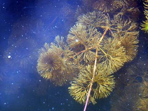 Image of Fish-Grass