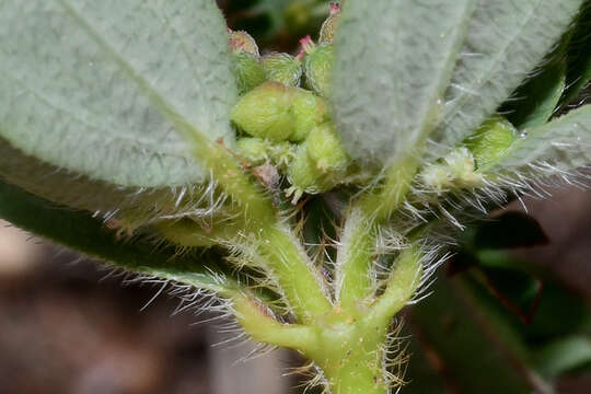 Image of Euphorbia nocens (L. C. Wheeler) V. W. Steinm.