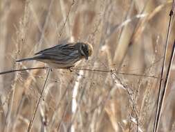 Image of Northern Reed Bunting