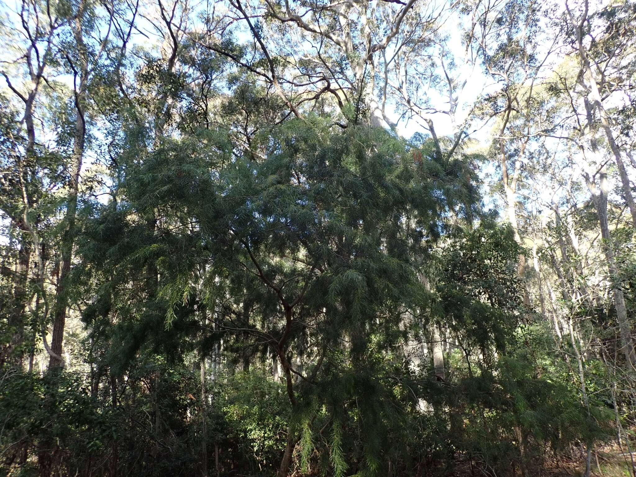 Image of bower wattle