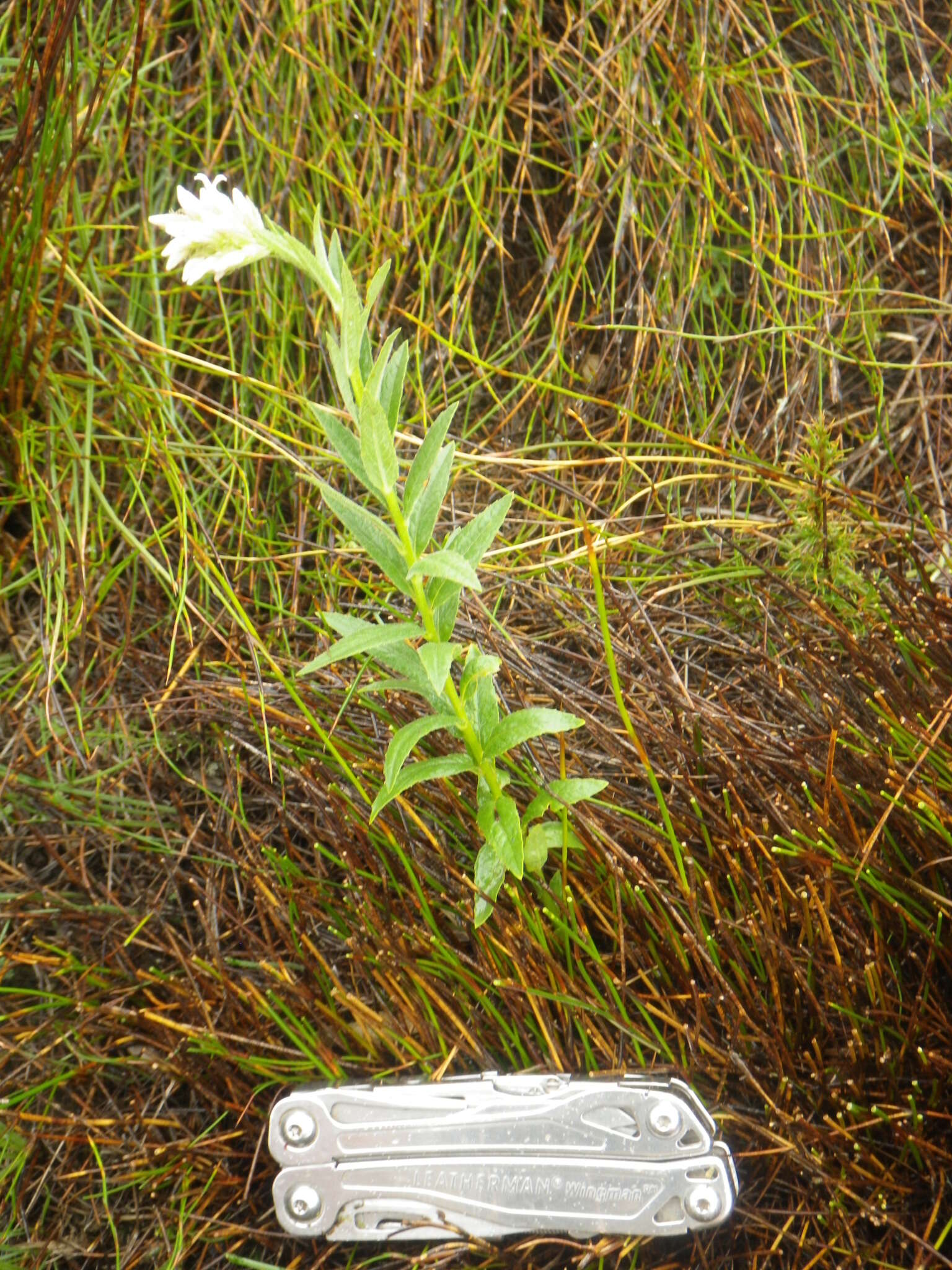 Image of Cyphia elata Harv.