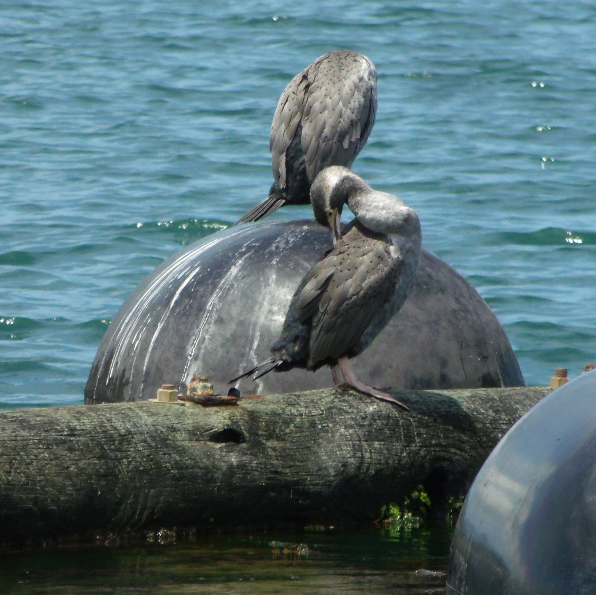 Image of Phalacrocorax punctatus punctatus (Sparrman 1786)