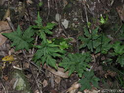 Image of Doryopteris concolor (Langsd. & Fisch.) Kuhn