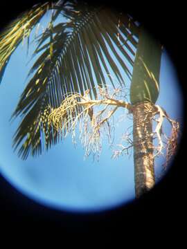 Image of Helmeted Friarbird