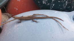 Image of Mottled Snake-eyed Skink