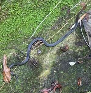 Image of Rustyhead Snake