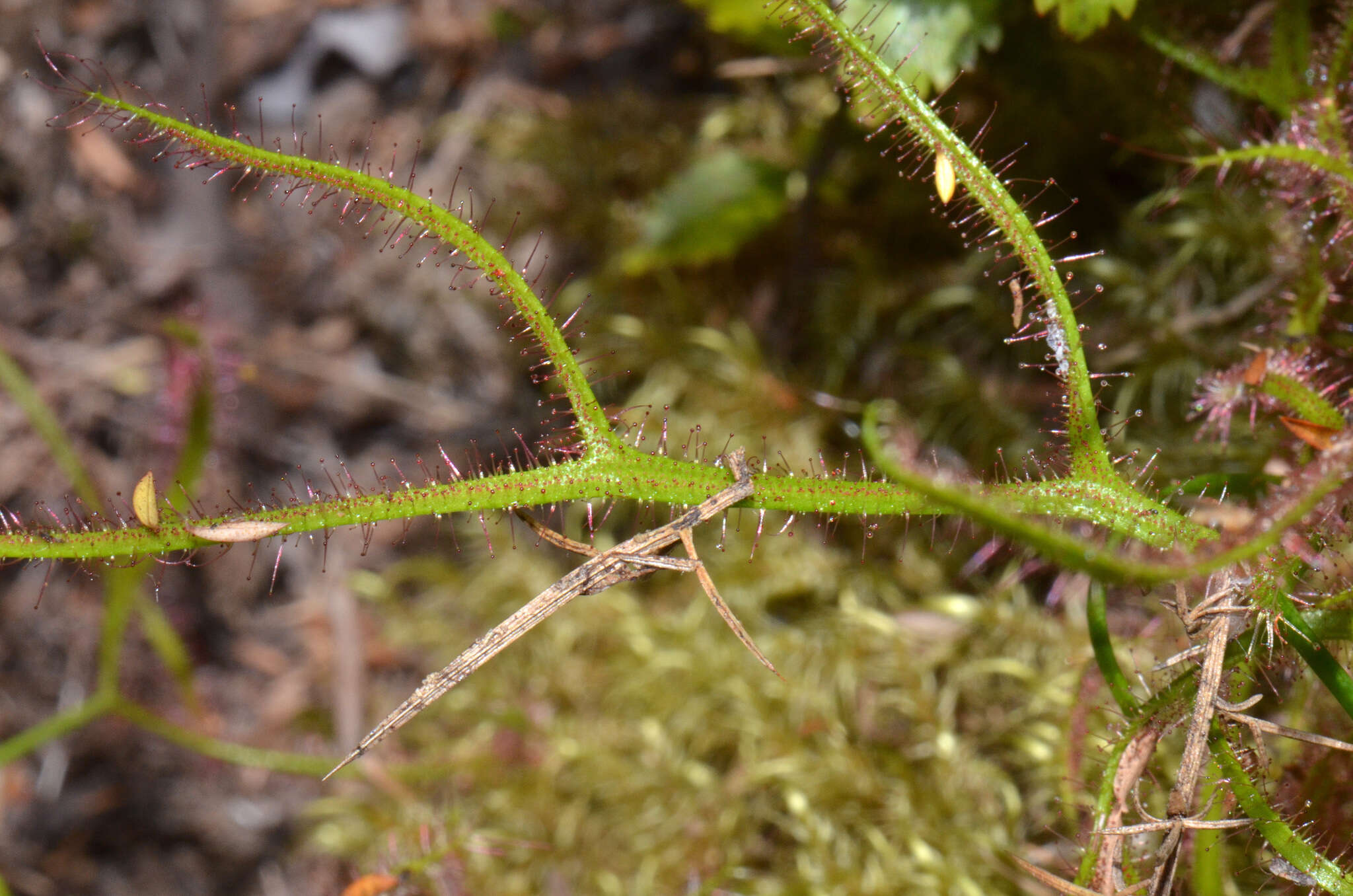 Image of Drosera binata Labill.