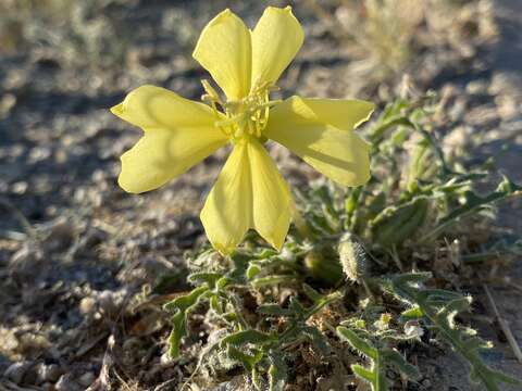 Imagem de Oenothera primiveris subsp. primiveris