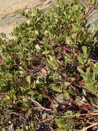 Imagem de Arctostaphylos nevadensis A. Gray