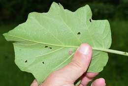 Image of Solanum diversifolium Schltdl.