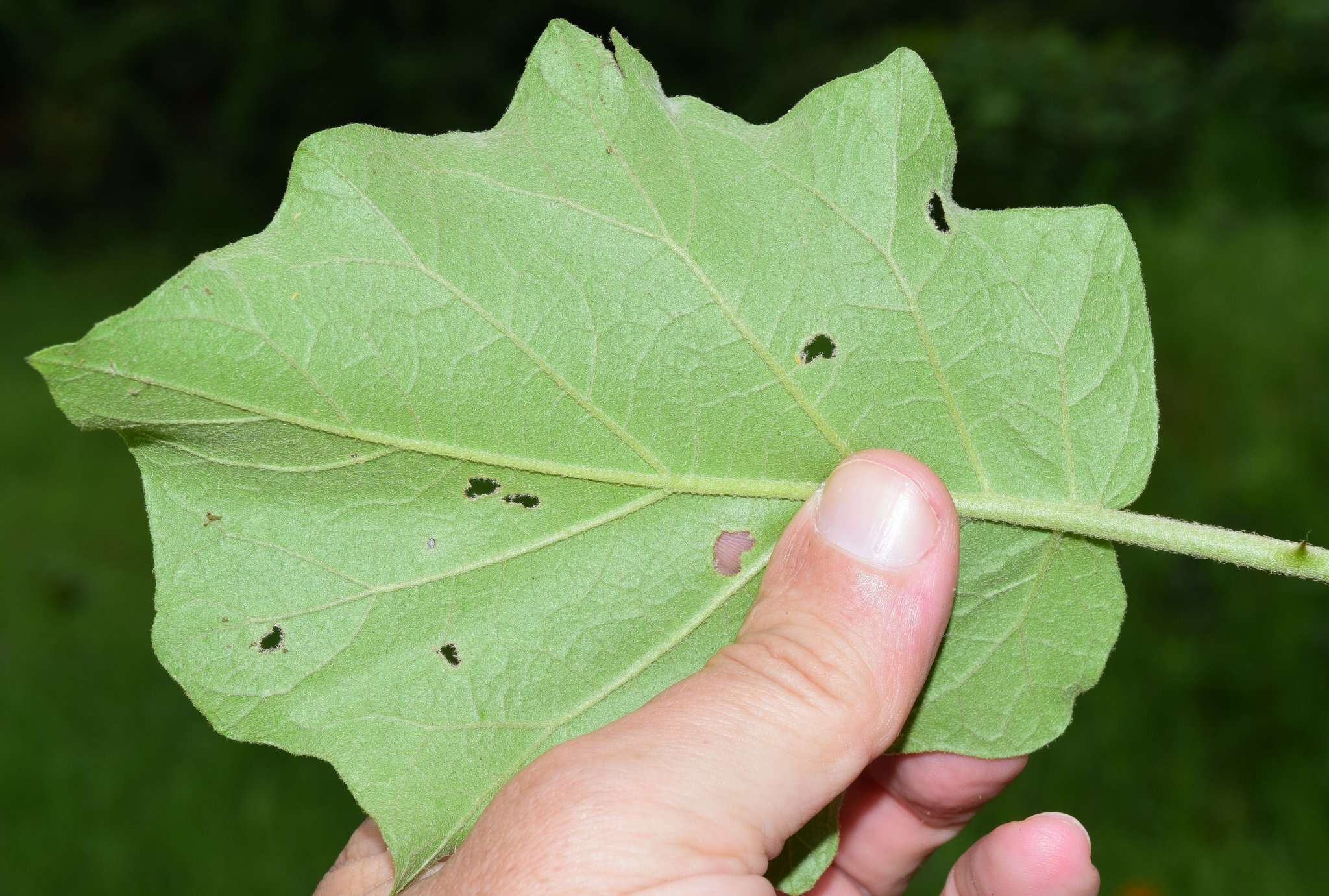 Solanum diversifolium Schltdl.的圖片