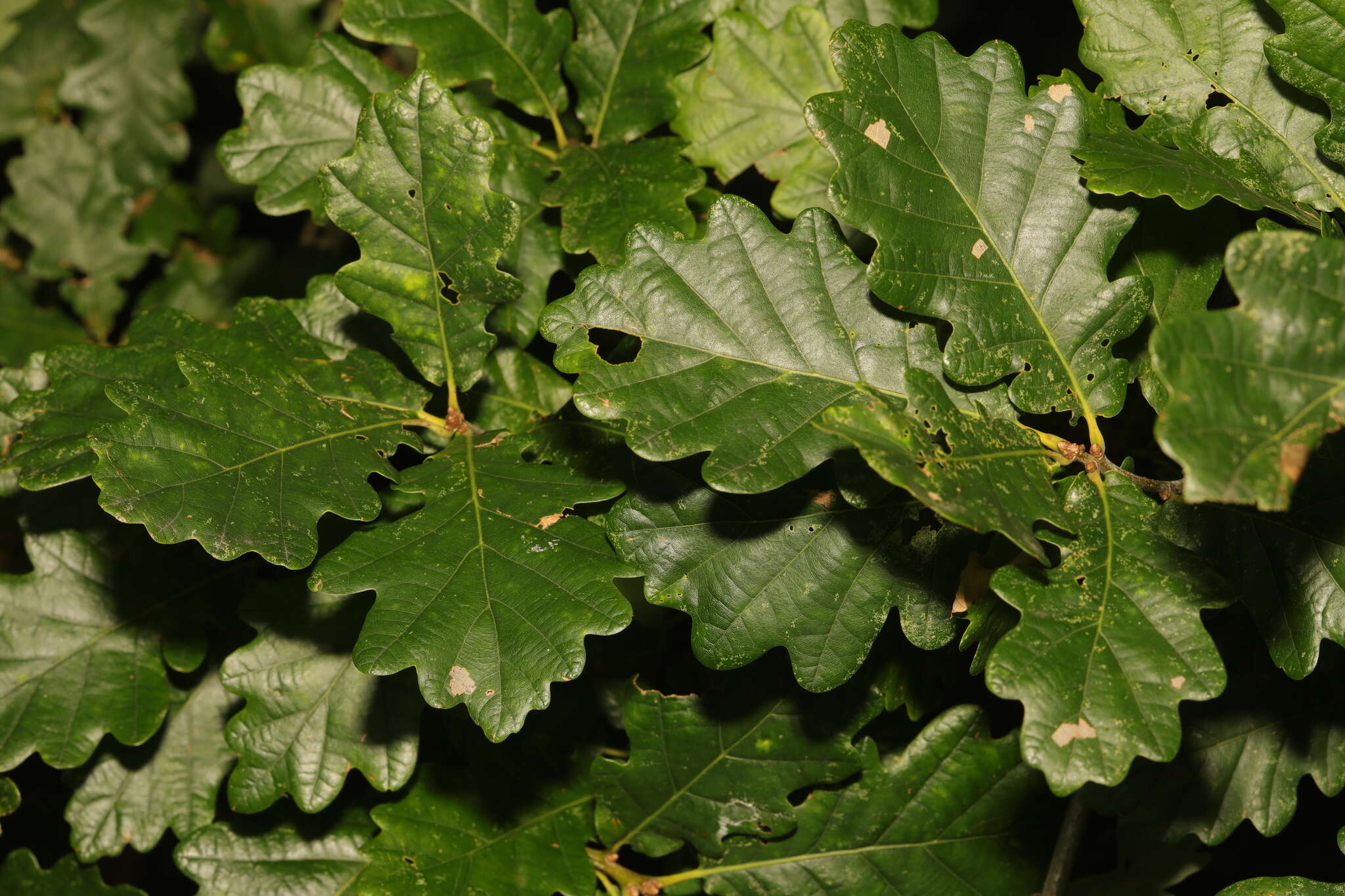 Image of Quercus rosacea Bechst.