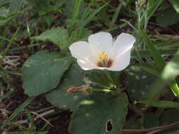 Imagem de Piriqueta taubatensis (Urban) M. M. Arbo