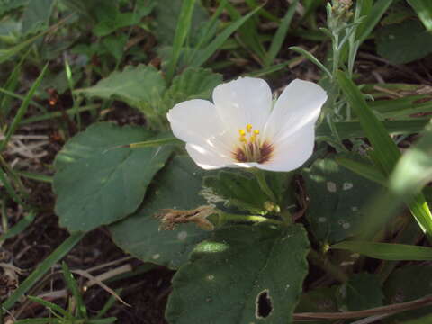 Imagem de Piriqueta taubatensis (Urban) M. M. Arbo