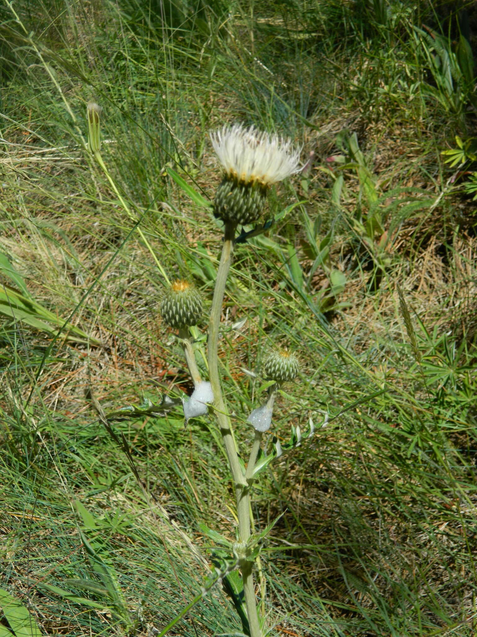 Imagem de Cirsium brevifolium Nutt.