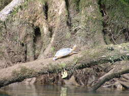 Image of Black River Turtle