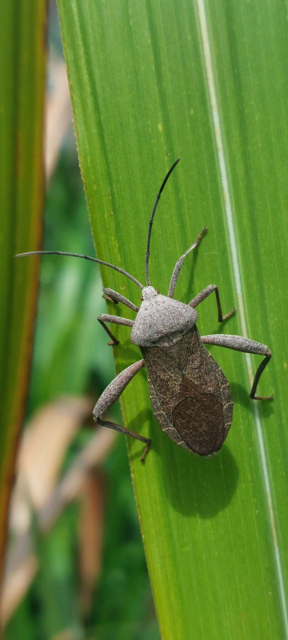 Слика од Mictis tenebrosa (Fabricius 1787)