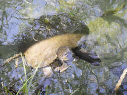 Image of river turtles