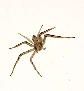 Image of Pulchellodromus wunderlichi (Muster & Thaler 2007)