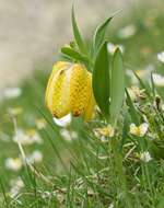 Image of Fritillaria tubaeformis subsp. moggridgei (Boiss. & Reut. ex Planch.) Rix