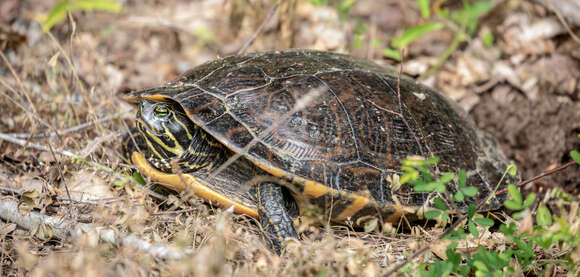 Image of Eastern River Cooter