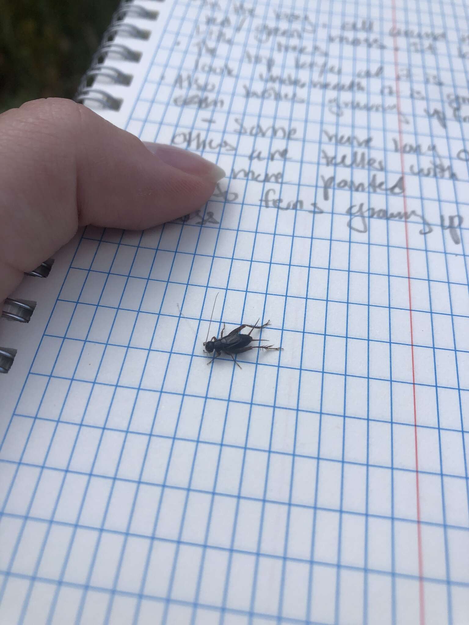 Image of Sphagnum Ground Cricket