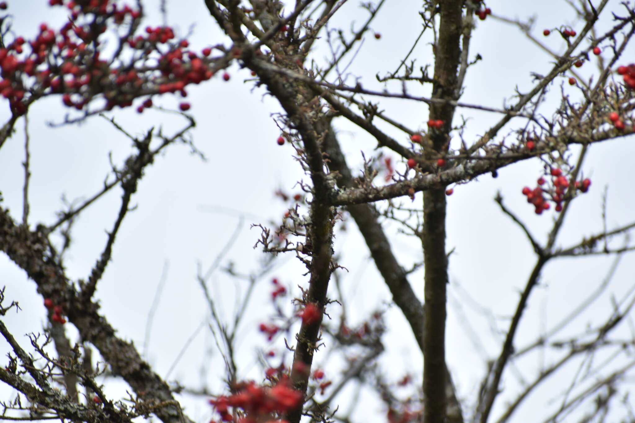 Image of Diels's cotoneaster