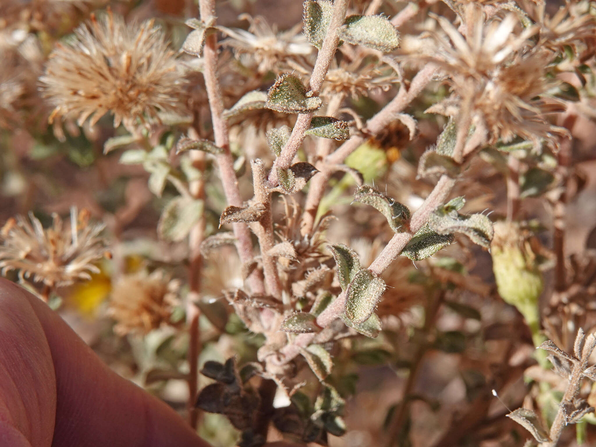 Image of Heterotheca cinerascens (S. F. Blake) G. L. Nesom