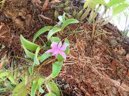 Image of Cattleya nobilior Rchb. fil.