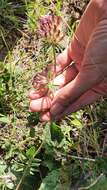 Image of Anthyllis vulneraria subsp. maura (Beck) Maire