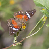 Image of Anartia amathea roeselia Eschscholtz 1821