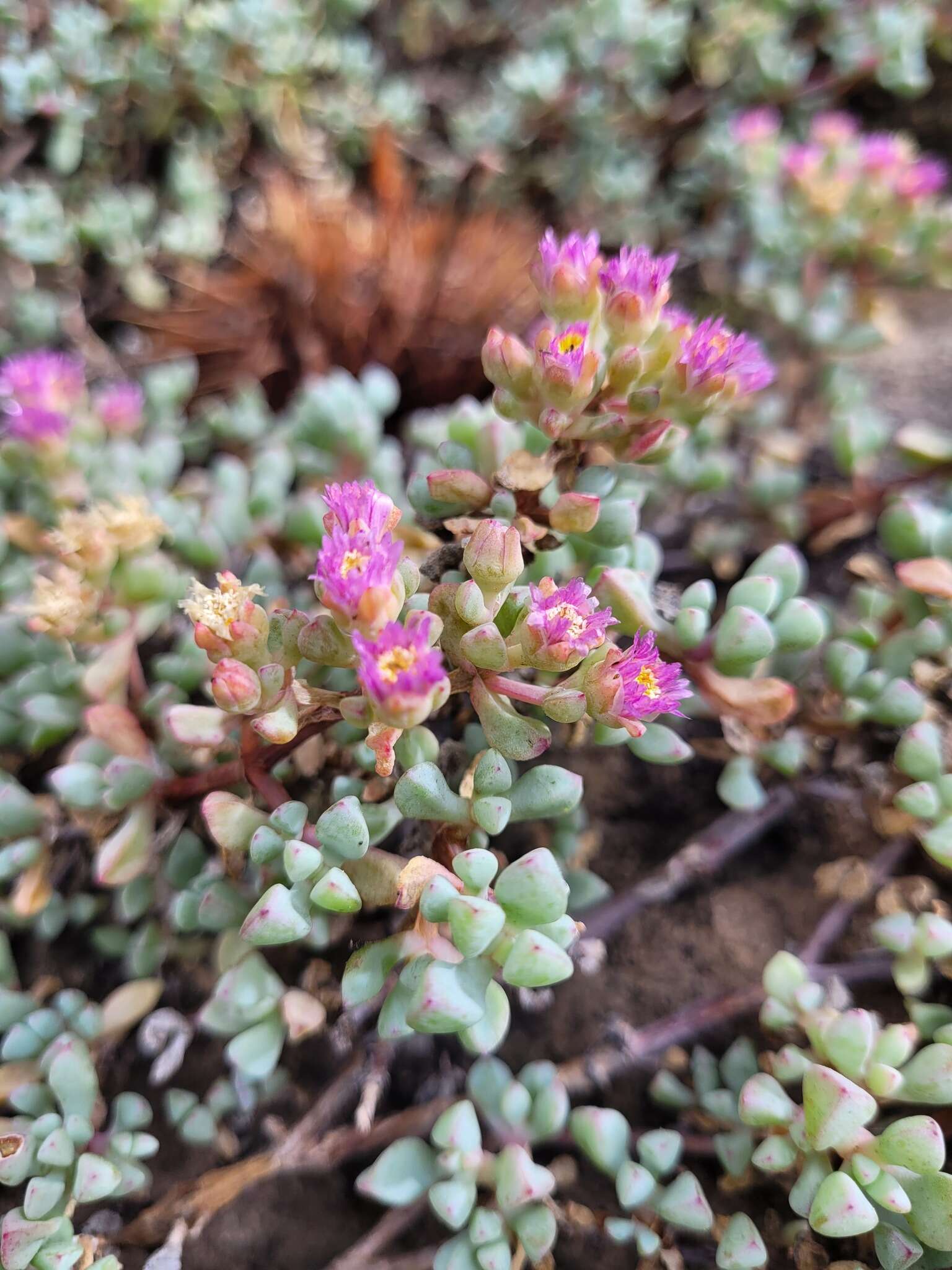 Imagem de Oscularia piquetbergensis (L. Bol.) H. E. K. Hartm.