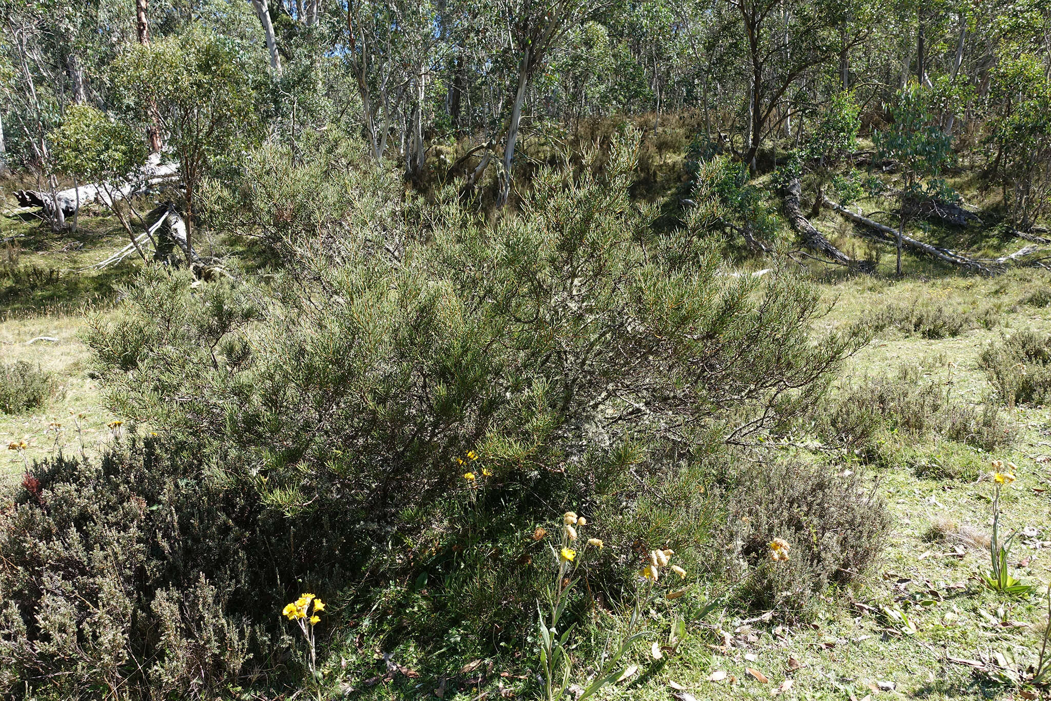 Image of Hakea microcarpa R. Br.