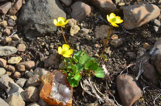 Image of sulphur buttercup