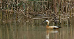 Image of Ruddy Shelduck