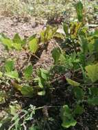 Image of Aristolochia nelsonii Eastwood