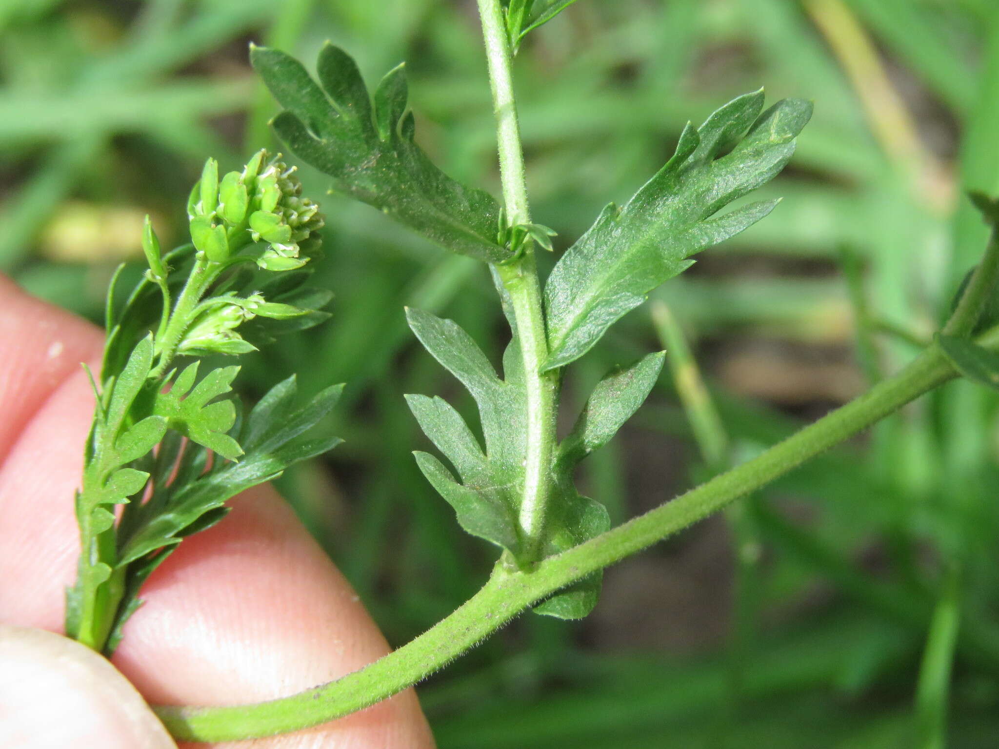 Sivun Lepidium bipinnatifidum Desv. kuva