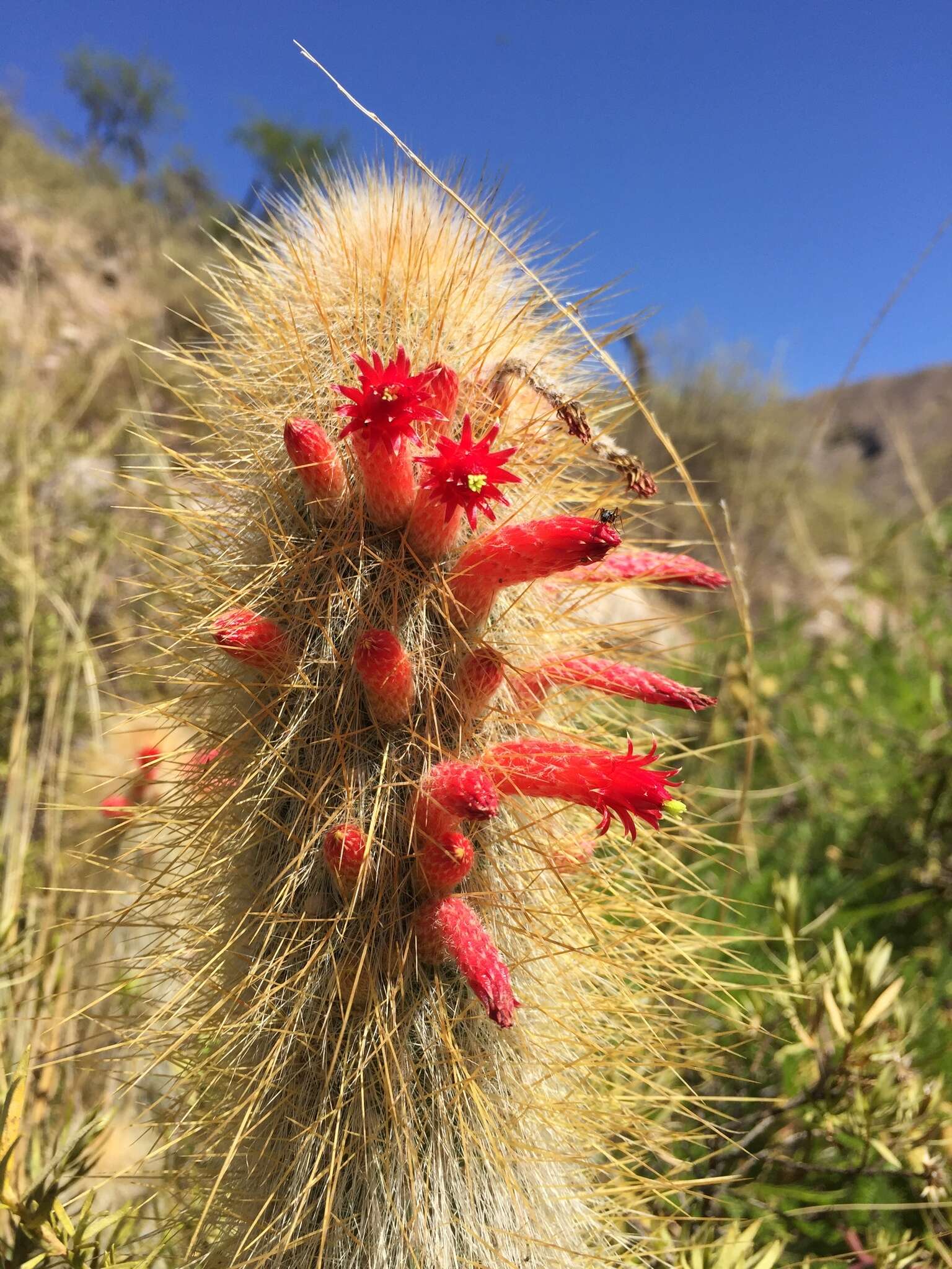 Image of Cleistocactus hyalacanthus (K. Schum.) Rol.-Goss.