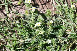 Image of Euploca foliosissima (J. F. Macbr.) J. I. M. Melo