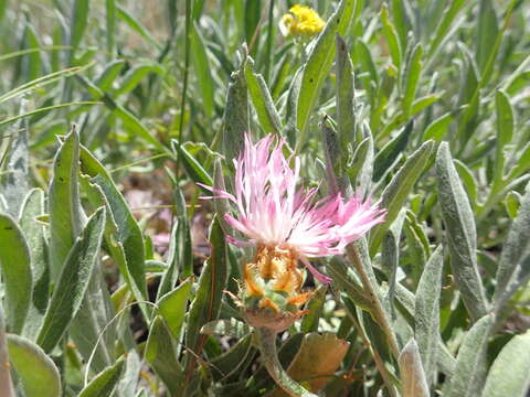 Plancia ëd Psephellus marschallianus (Spreng.) C. Koch