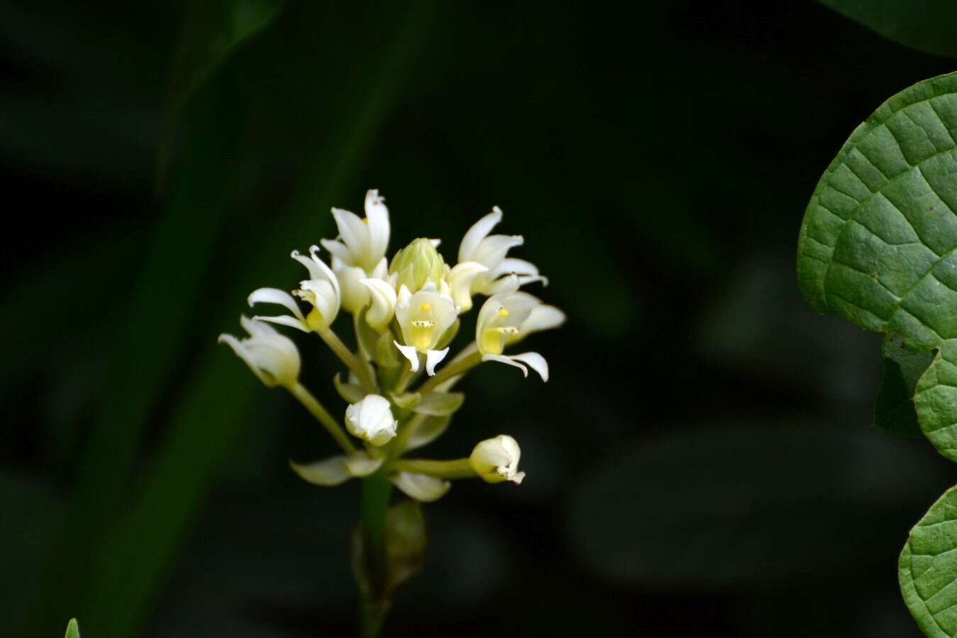 Image of Govenia alba A. Rich. & Galeotti