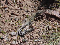 Image of Liolaemus omorfi Demangel, Sepúlveda, Jara, Pincheira-donoso & Núñez 2015